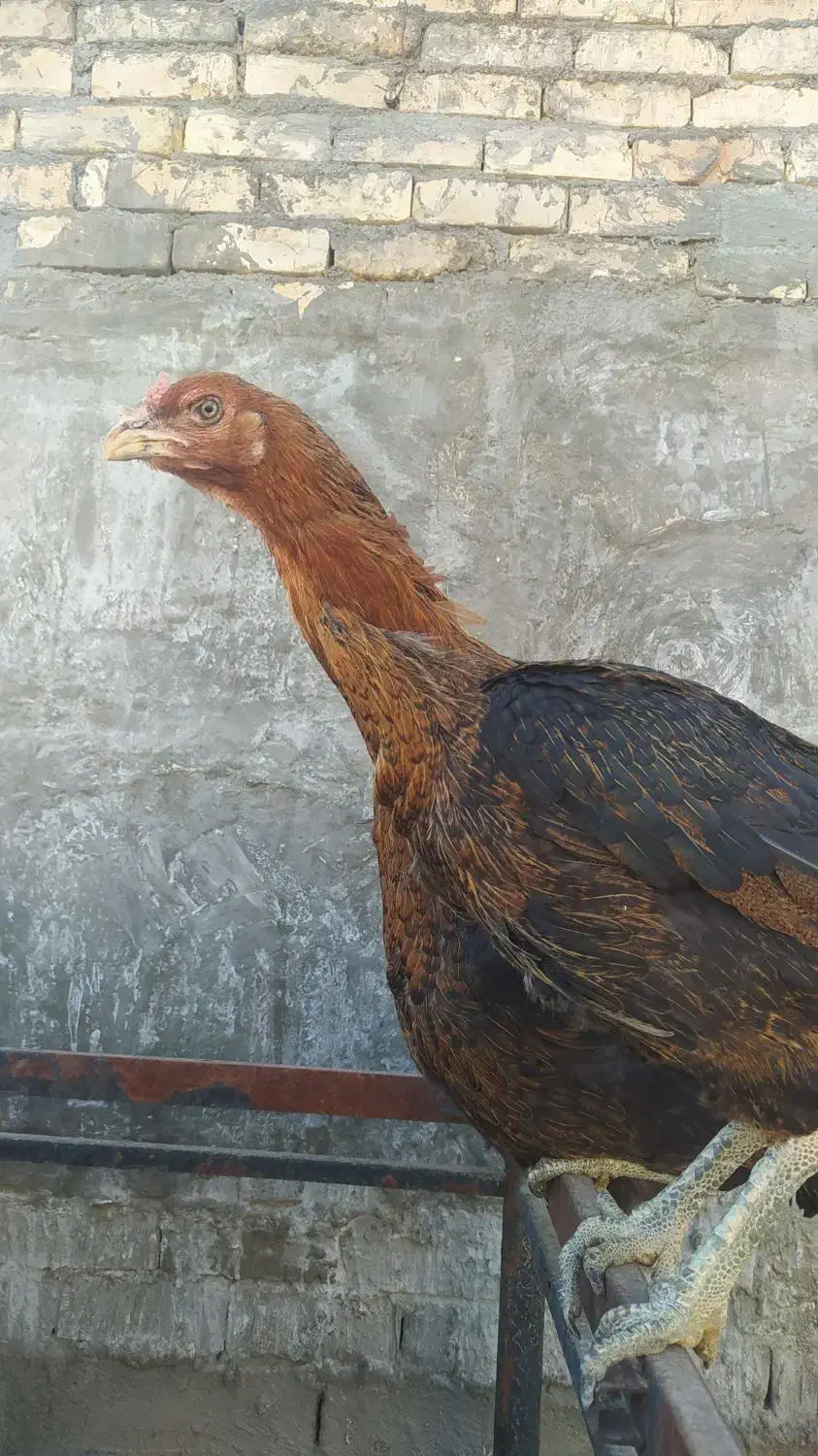مرغ لاری افغان اصیل|حیوانات مزرعه|مشهد, امیرآباد|دیوار