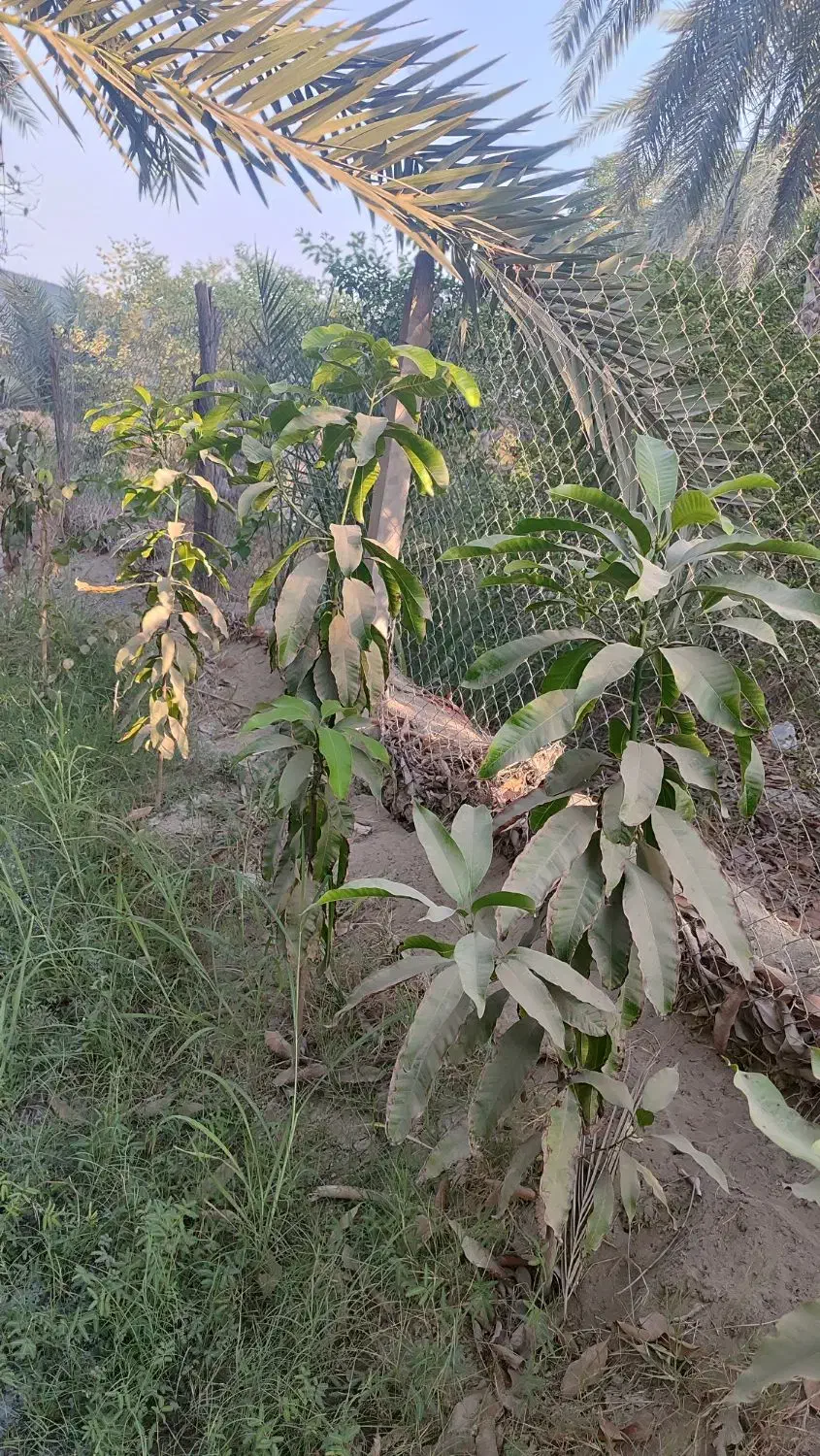 نهال انبه محلی|گل و گیاه طبیعی|میناب, |دیوار