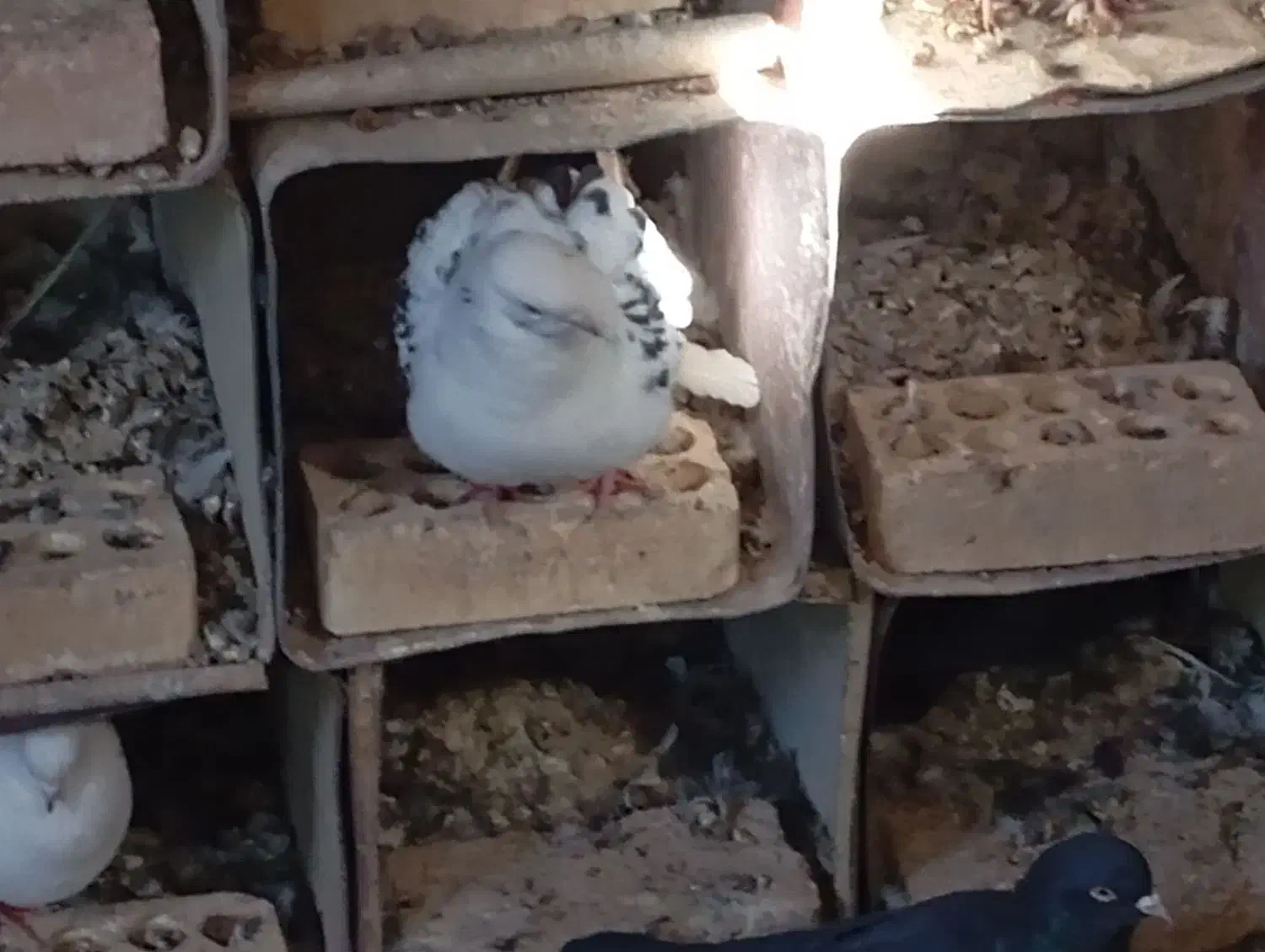 کبوتر|پرنده|بابا حیدر, |دیوار