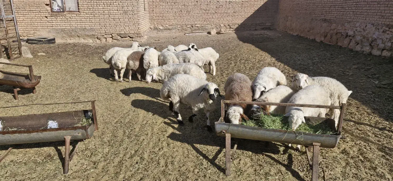 بره نر وپیش|حیوانات مزرعه|میمه, |دیوار