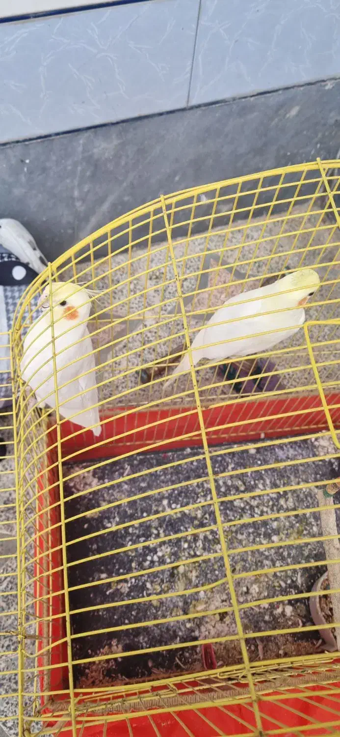 عروس هلندی نر و ماده|پرنده|بندر ماهشهر, |دیوار