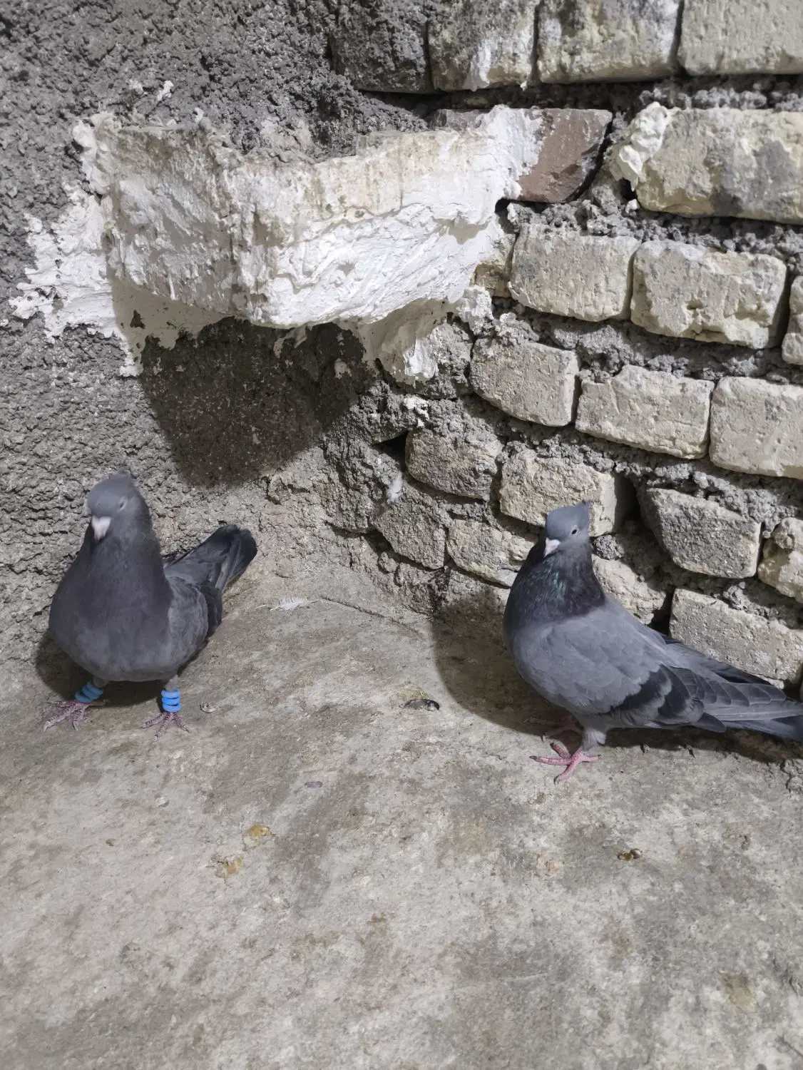 پرنده|پرنده|فسا, |دیوار