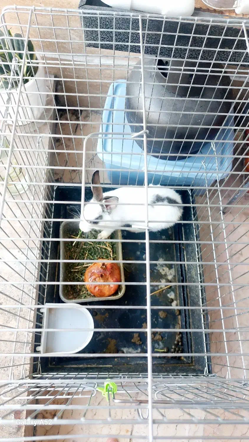 خرگوش|موش و خرگوش|تهران, دانشگاه شریف|دیوار