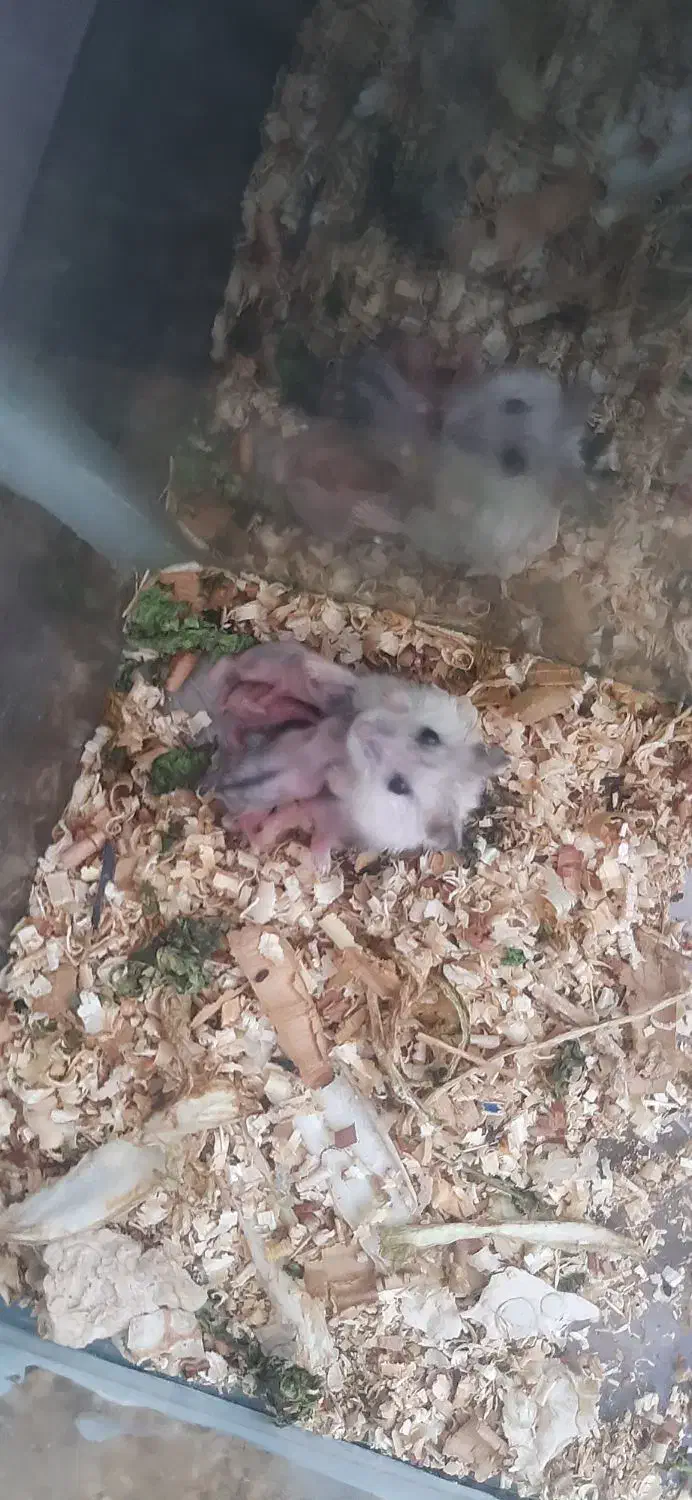 همستر کمپل|موش و خرگوش|تبریز, |دیوار