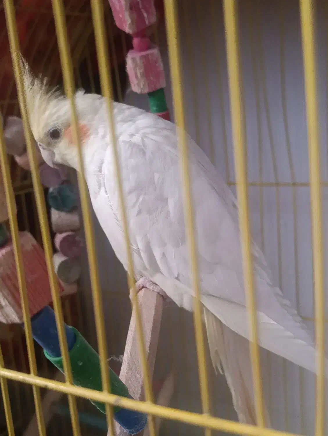 عروس هلندی|پرنده|محمدشهر, کوی بهار|دیوار