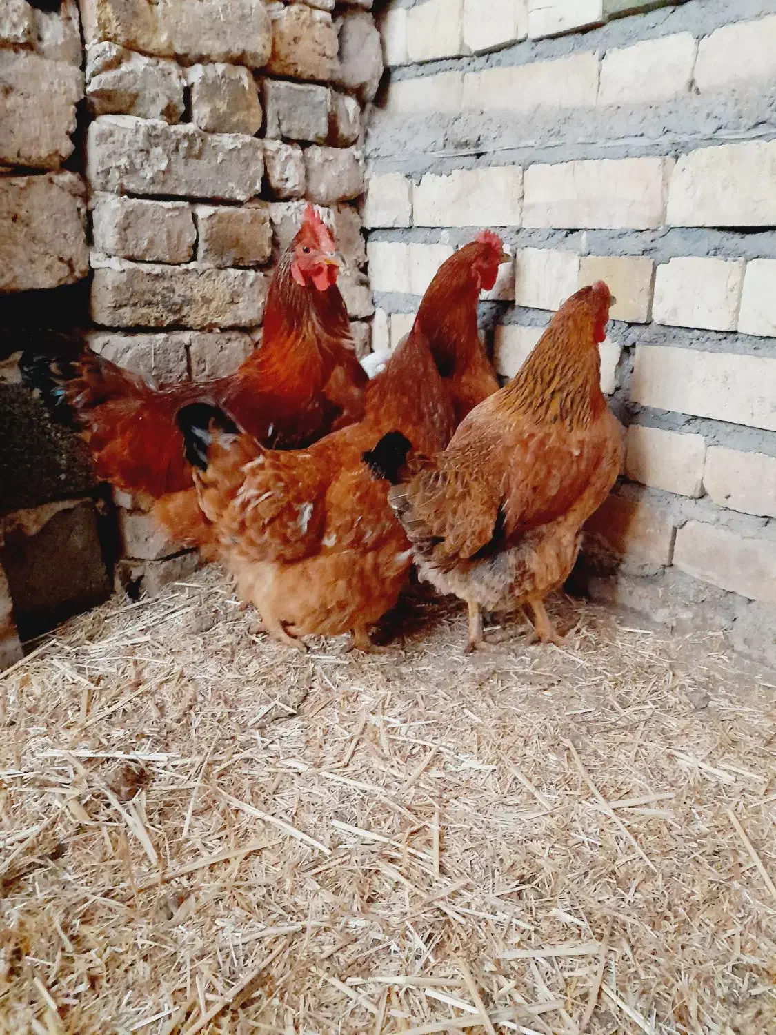 مرغ محلی تخمی|حیوانات مزرعه|فریمان, |دیوار