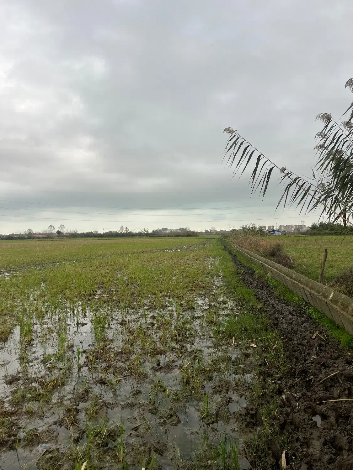 شالیزاری که بوی پول می‌دهد نه برنج|فروش زمین و ملک کلنگی|آستارا, |دیوار