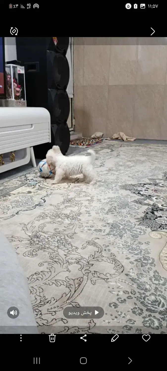 سگ باهوش نژاد شیتزو|سگ|اردبیل, |دیوار