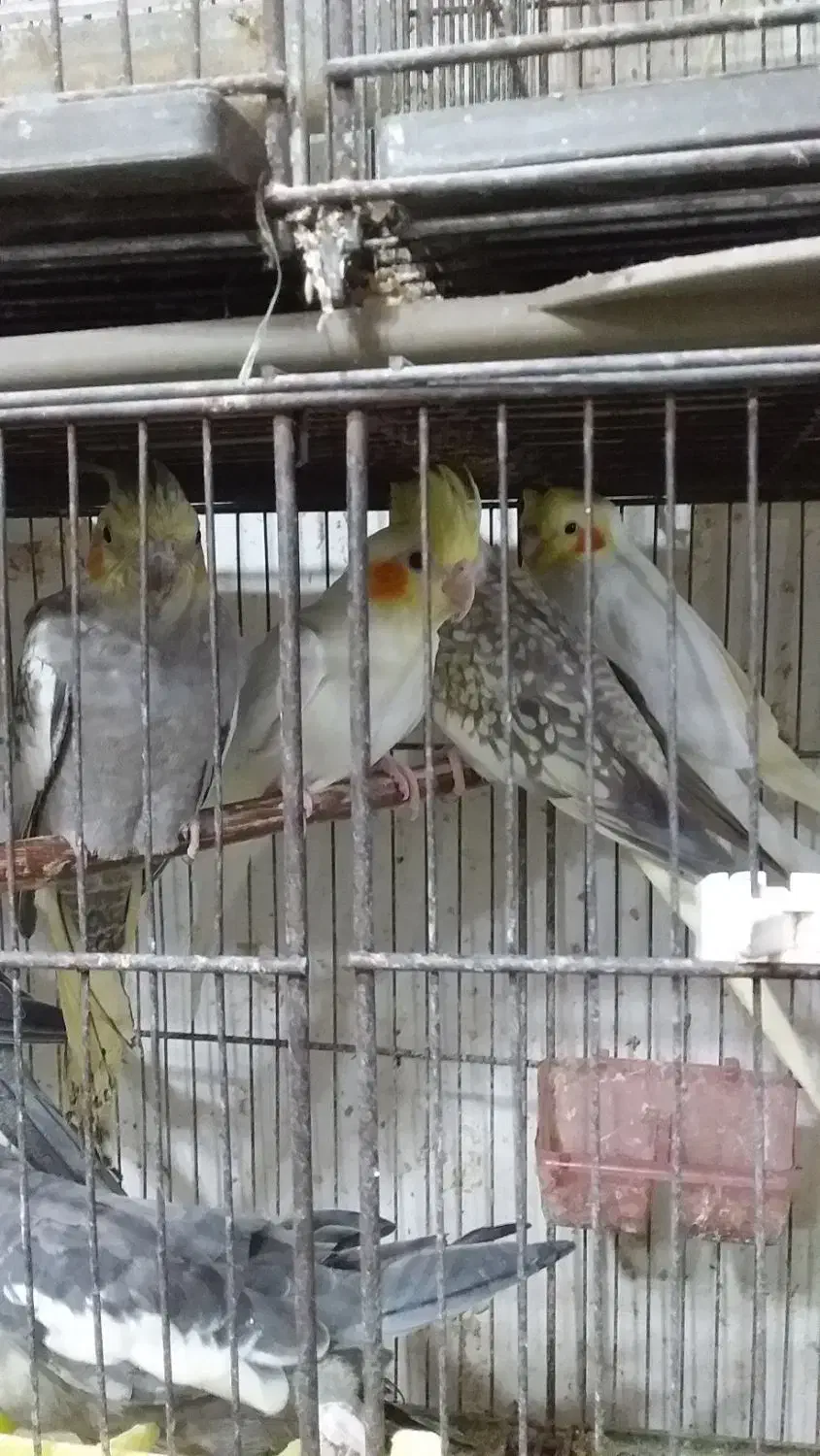 قناری.طوطی عروس.وبریزیلی.|پرنده|آستانه اشرفیه, |دیوار