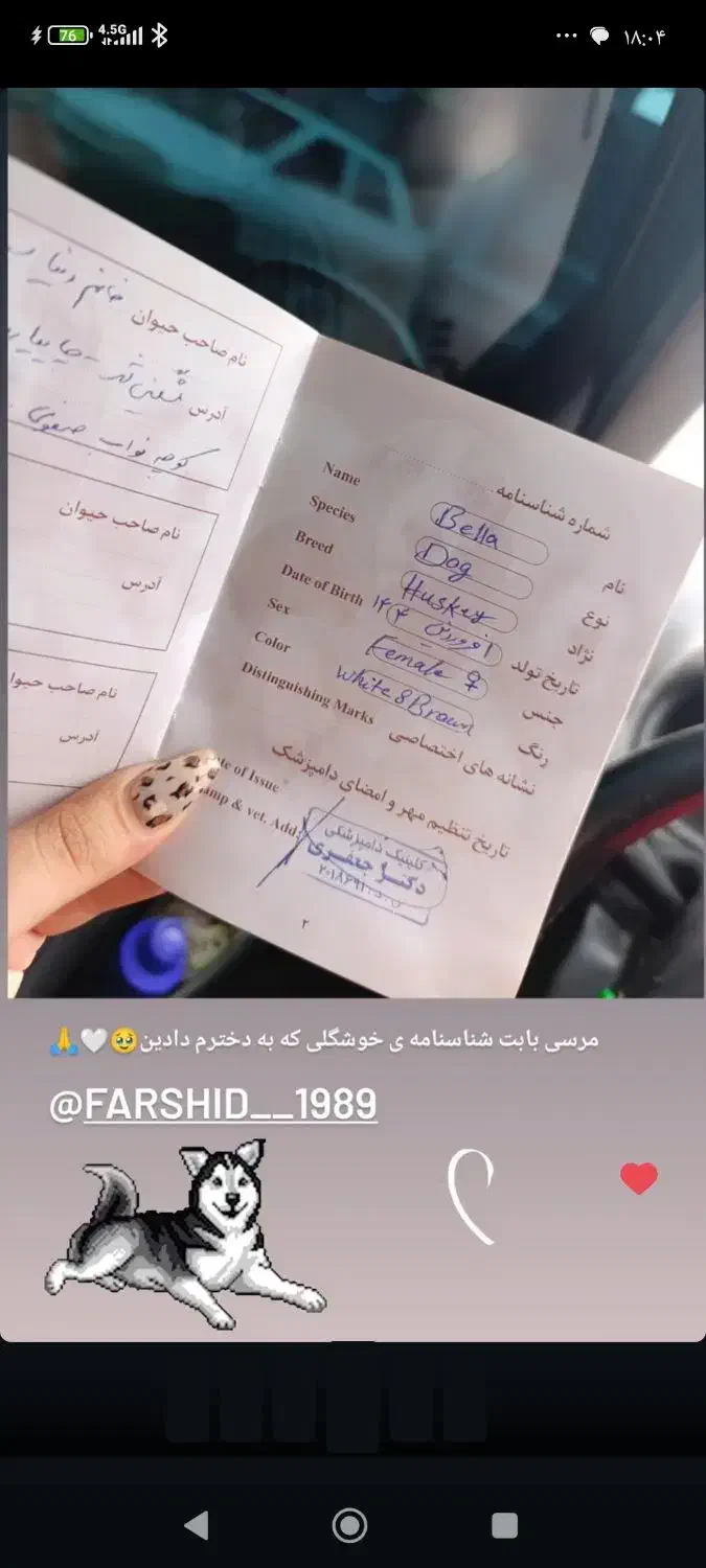 حیوانات|سگ|مرادلو, |دیوار