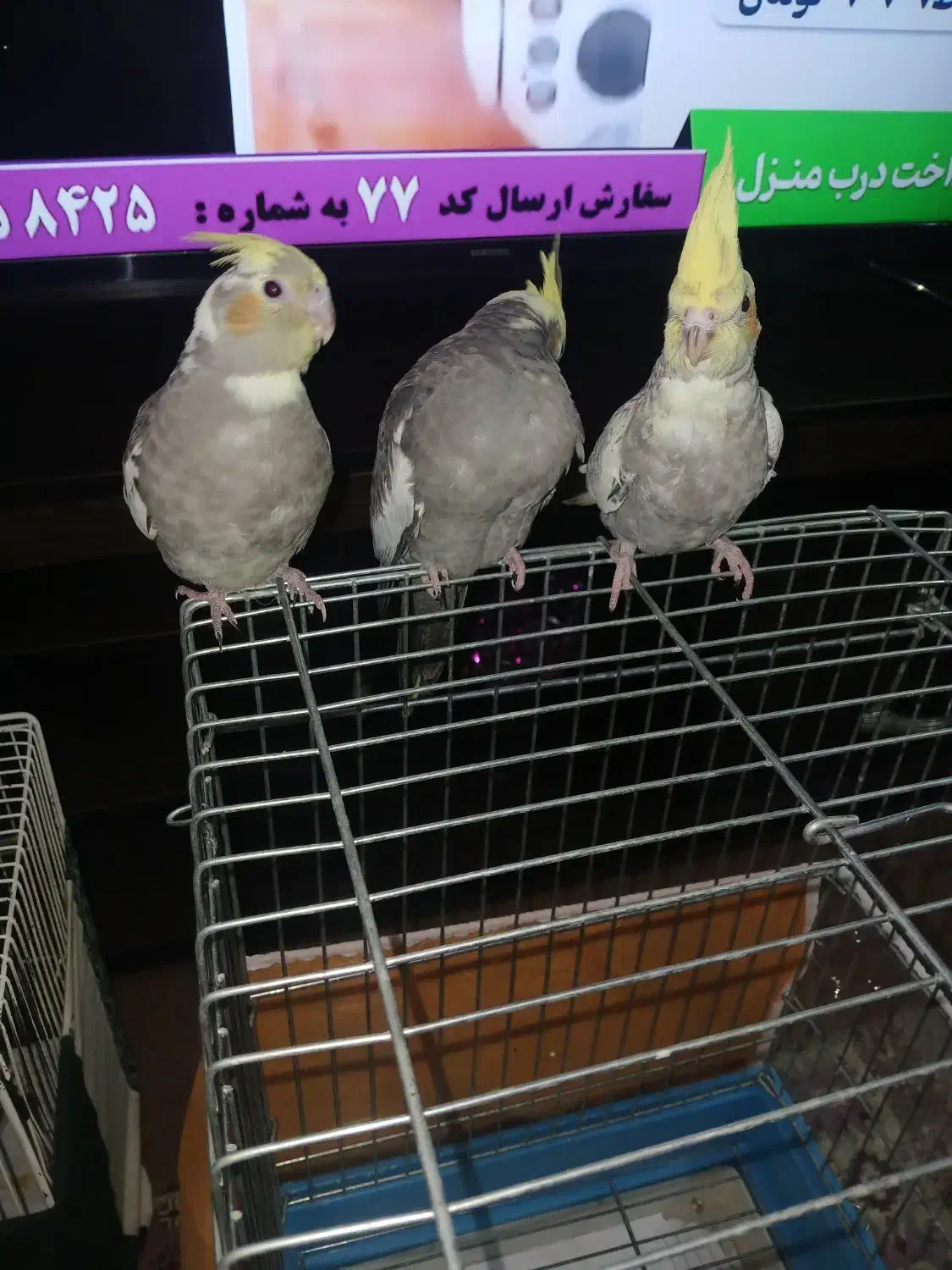 عروس هلندی|پرنده|تهران, آهنگ|دیوار