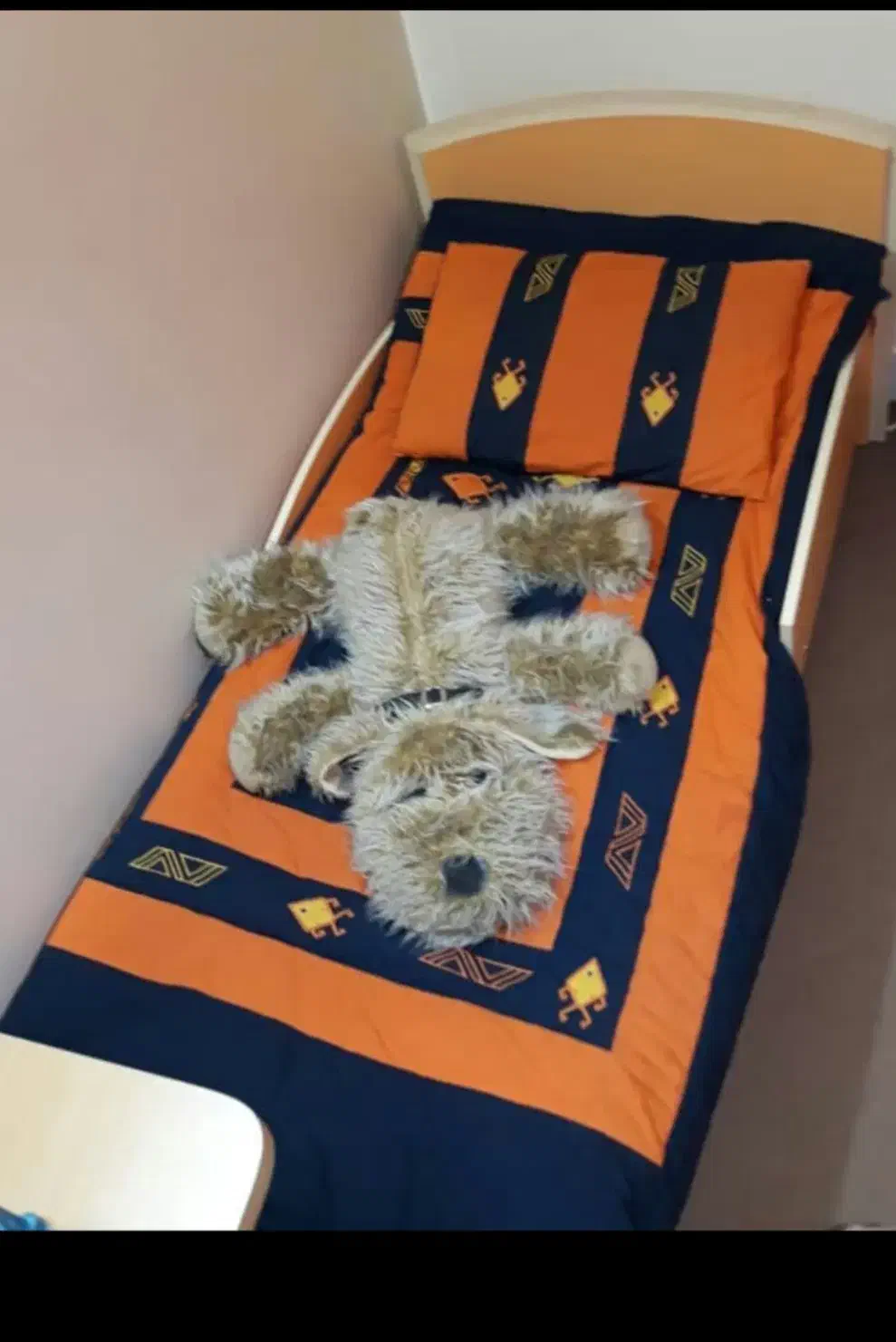 تخت کودک و نوجوان|تخت و سرویس خواب|اصفهان, دشتستان|دیوار