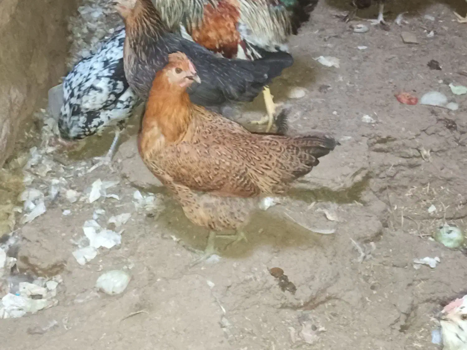 مرغ وخروس زینتی کل مرغ وخروس جوجه زیرمرغ ب شرط تخم|حیوانات مزرعه|میبد, |دیوار