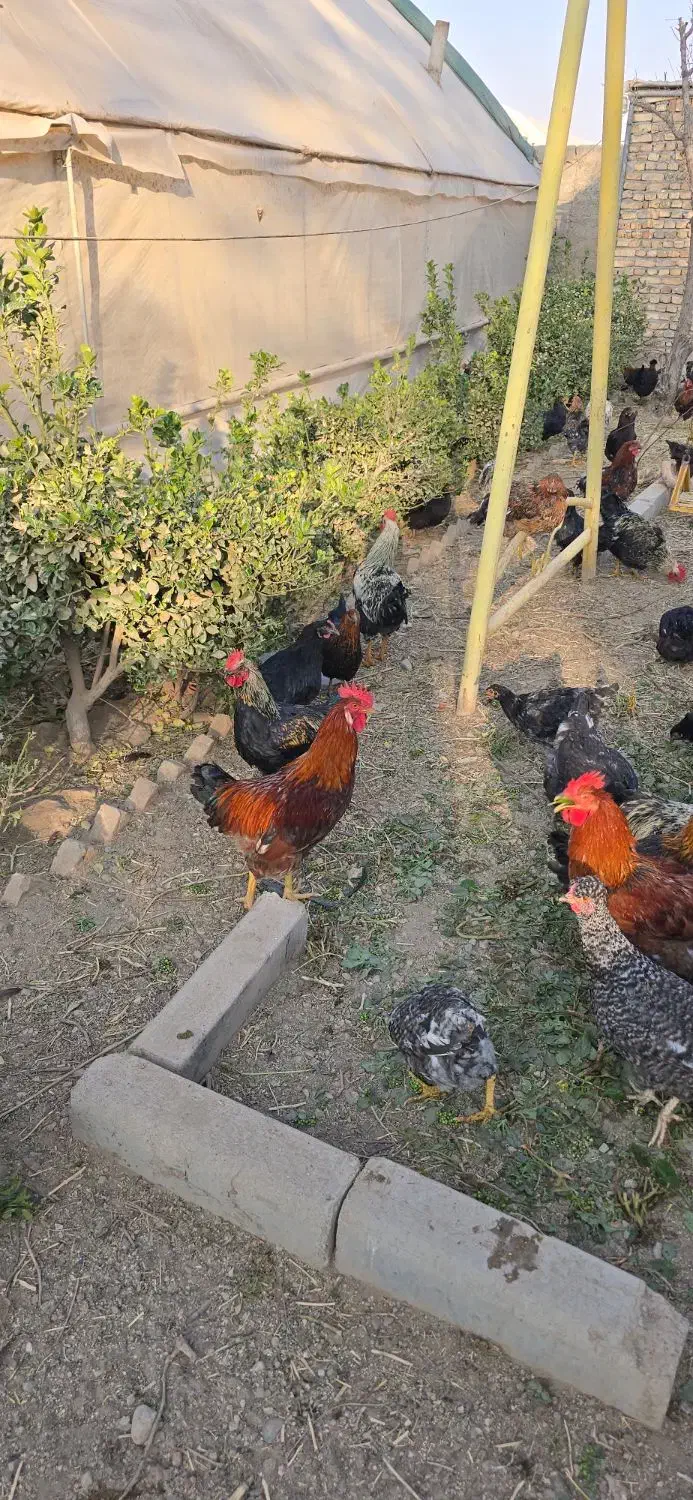 فروش خروس رسمی سلامت بهشرط|حیوانات مزرعه|پاکدشت, پاکدشت (مامازند)|دیوار