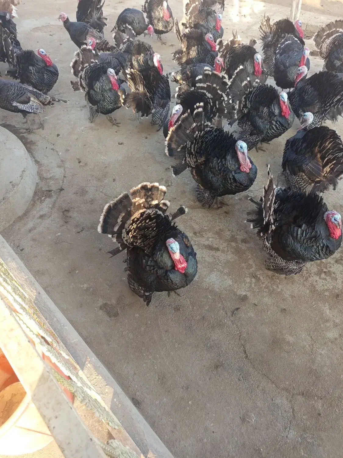 بوقلمون،محلی|حیوانات مزرعه|سقز, |دیوار