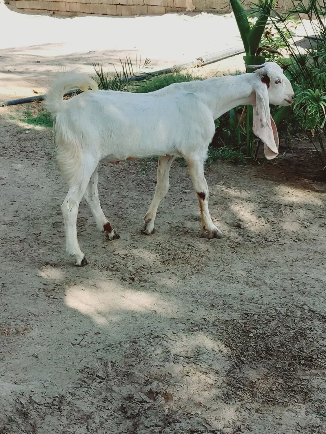 چپش گلابی گوش بلند|حیوانات مزرعه|جیرفت, |دیوار
