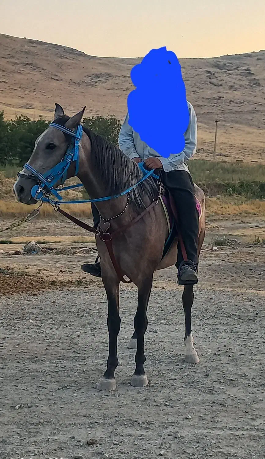 مادیان اصیل کرد|اسب و تجهیزات اسبسواری|کرمانشاه, |دیوار