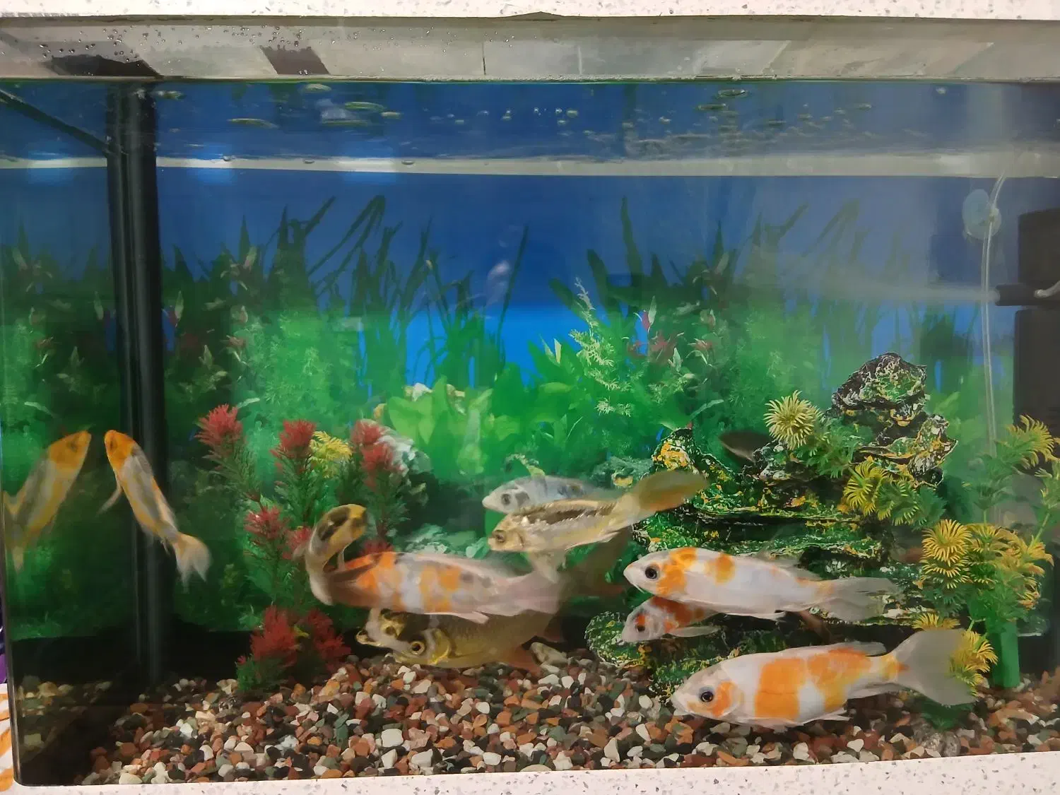 آکواریوم شرکتی شیشه خم|ماهی|سیرجان, |دیوار