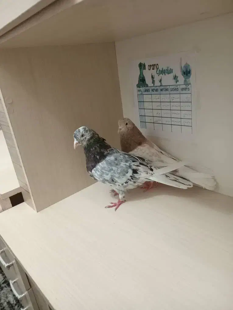 یه جفت کفتر سرور هوای به شرط|پرنده|محمدشهر, محمدشهر|دیوار