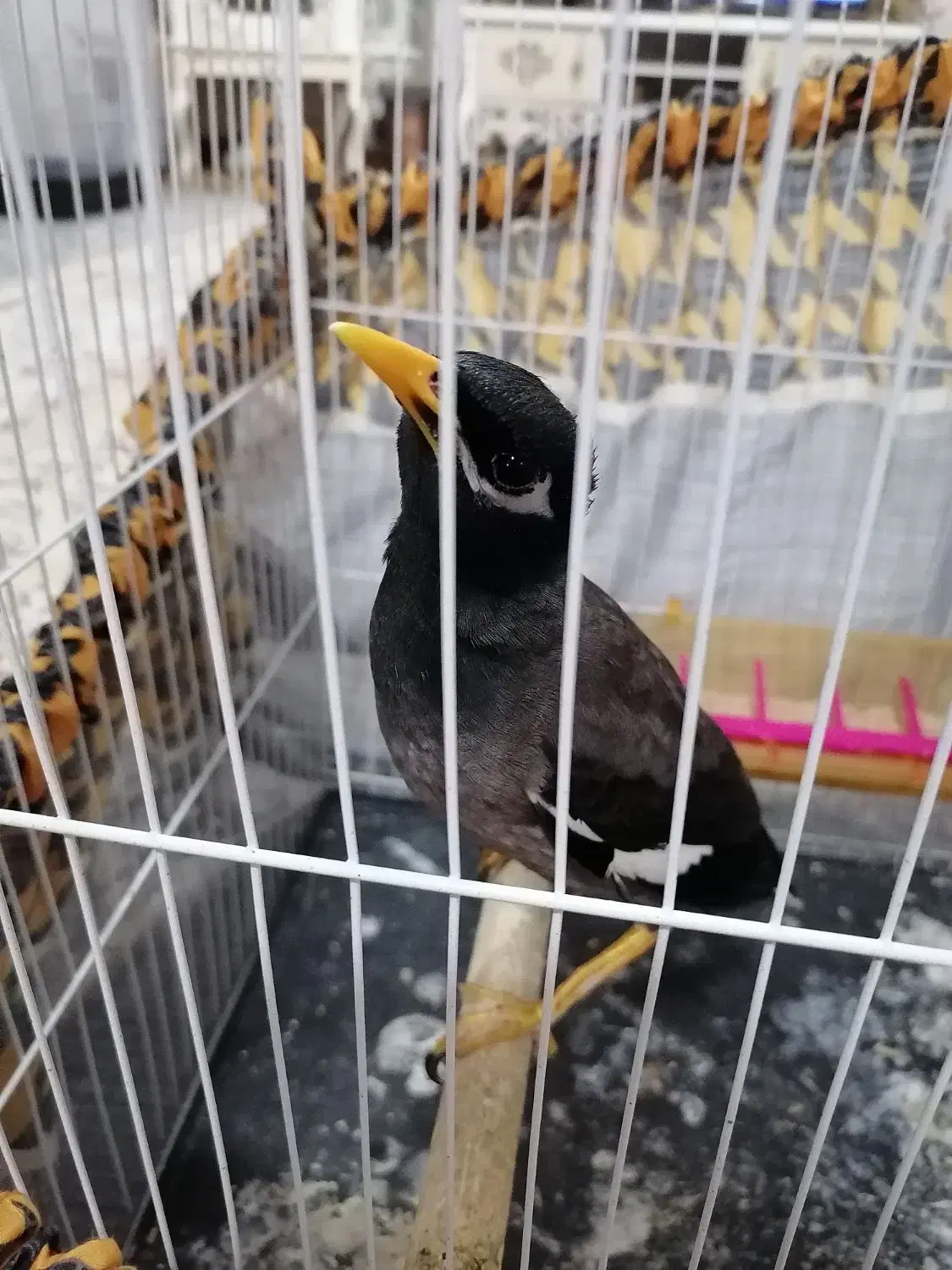 مینا 1 ساله|پرنده|مشهد, ابوذر|دیوار