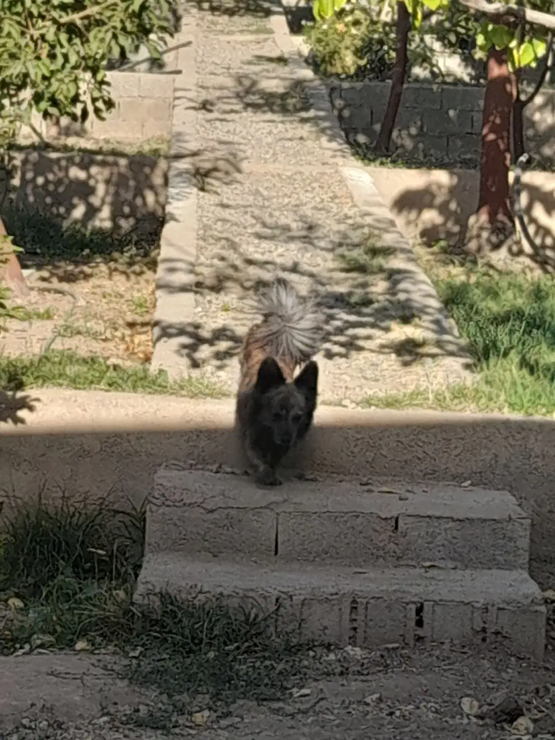 گمشده شهرک کشاورزی ده بومهن|حیوانات|بومهن, |دیوار