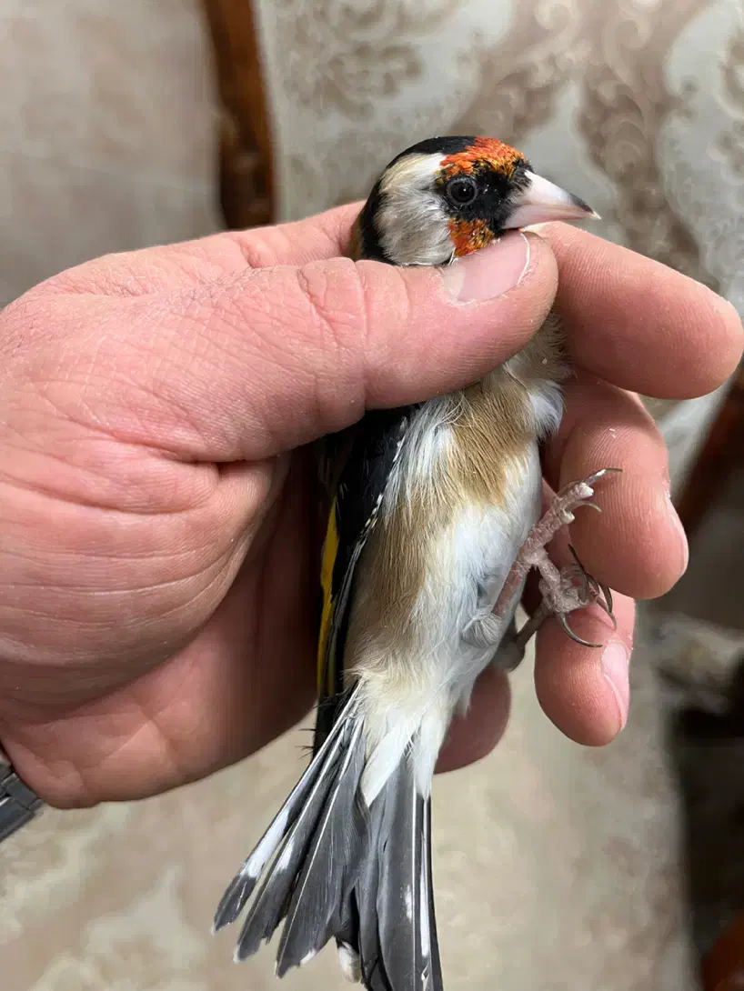 سهره نر ۳ ساله جفتی شیرینکار|پرنده|تهران, نارمک|دیوار