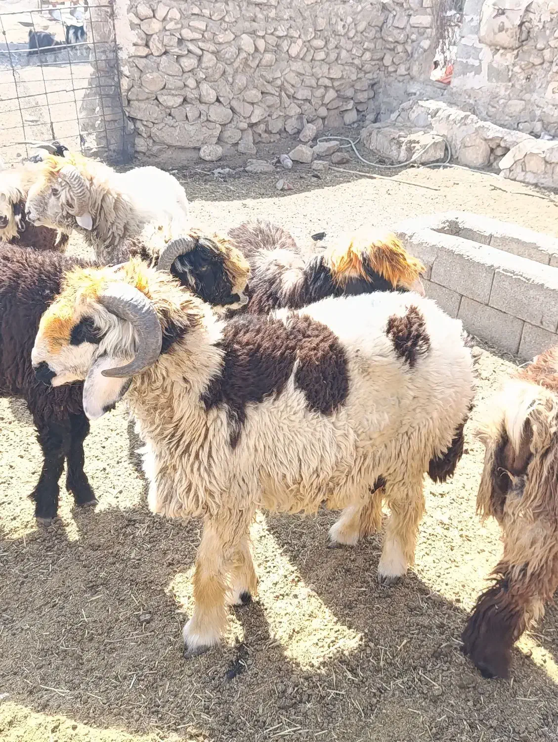 فروش بره قوچی|حیوانات مزرعه|نورآباد ممسنی, |دیوار