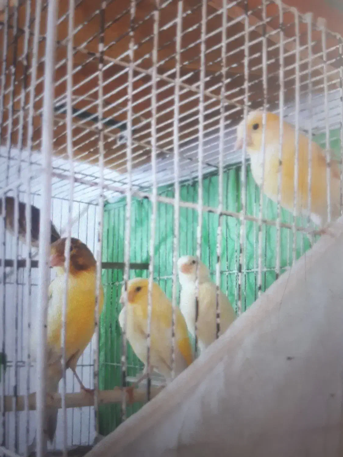 قناری|پرنده|تربتحیدریه, ترمینال|دیوار