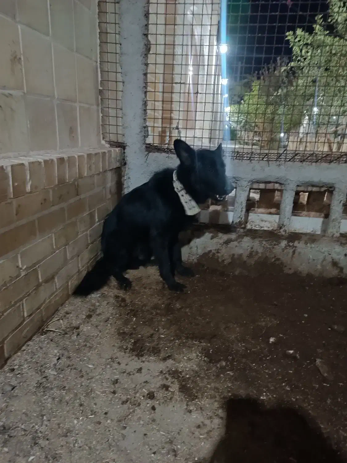 فروش سگ ژرمن وقدر جونی|سگ|اردکان, |دیوار