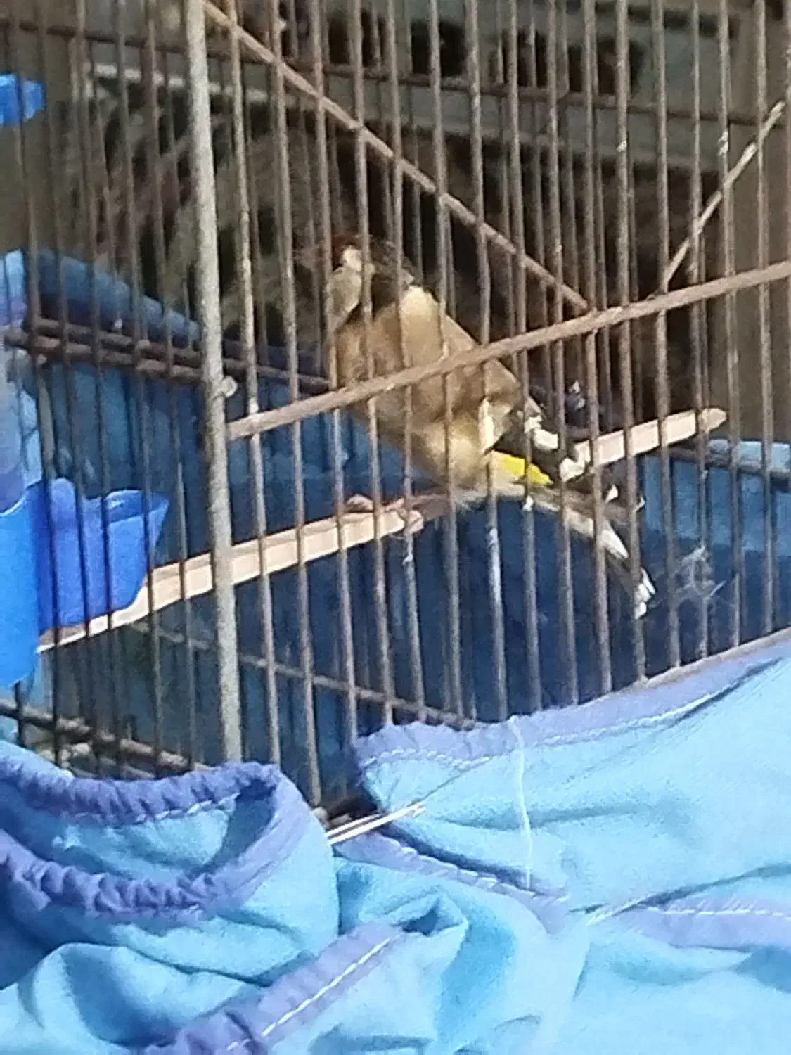 سهره ماده|پرنده|کوهدشت, |دیوار