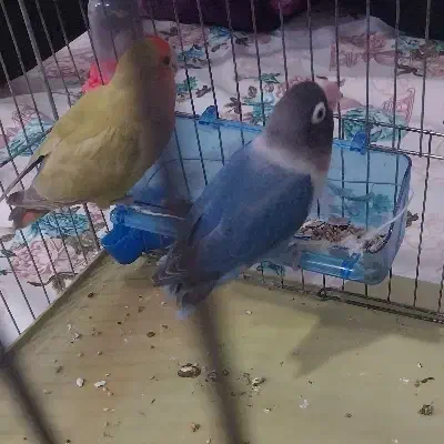 طوطی برزیلی نر و ماده|پرنده|نهاوند, |دیوار