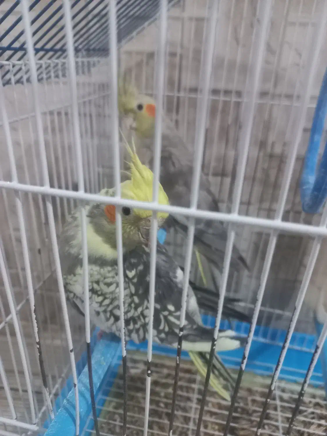 عروس هلندی نروماده|پرنده|اسدآباد, |دیوار