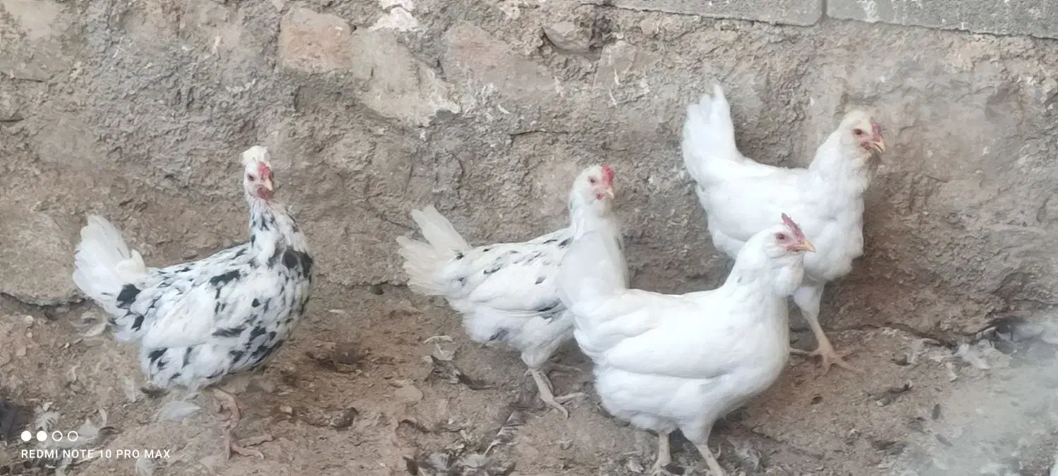 مرغ گلین تخم گذار|حیوانات مزرعه|سرپل ذهاب, |دیوار