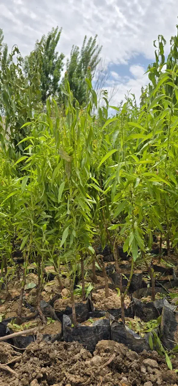 نهال بادام مقاوم به کمآبی|خدمات باغبانی و درختکاری|اقبالیه, |دیوار