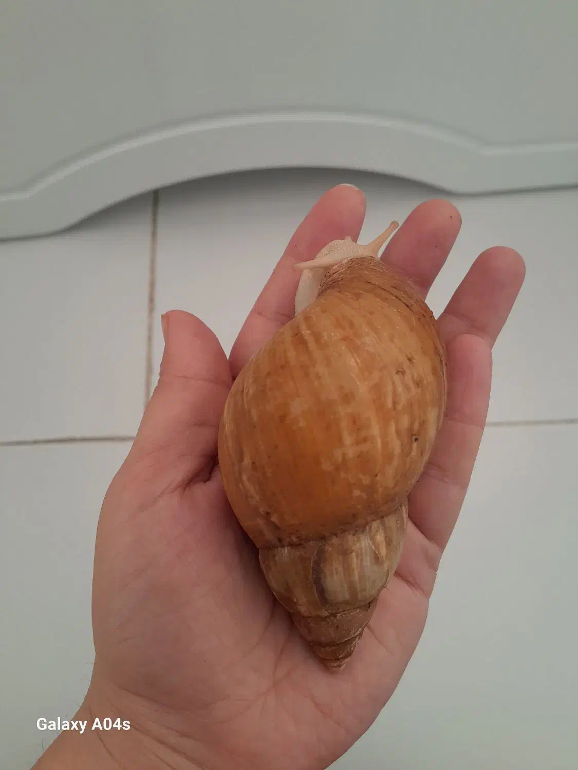 حلزون مولد|خزنده|کرج, کمالشهر|دیوار