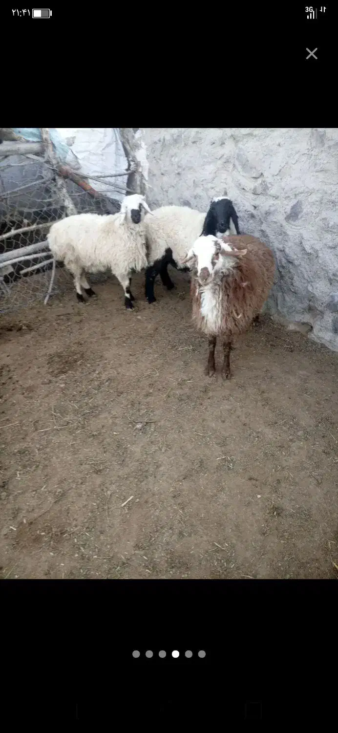 گوشت بره|حیوانات مزرعه|مود, |دیوار