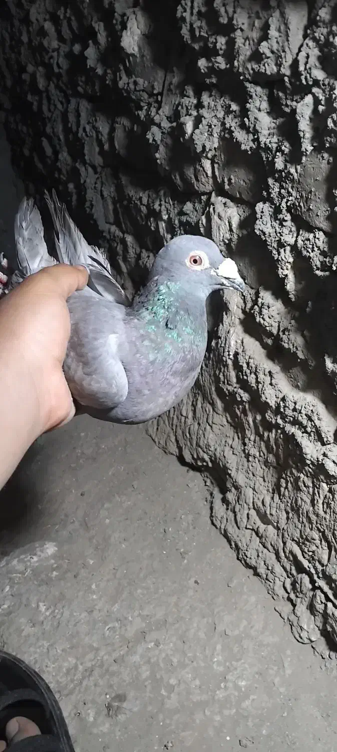 کفتر|پرنده|نهبندان, |دیوار