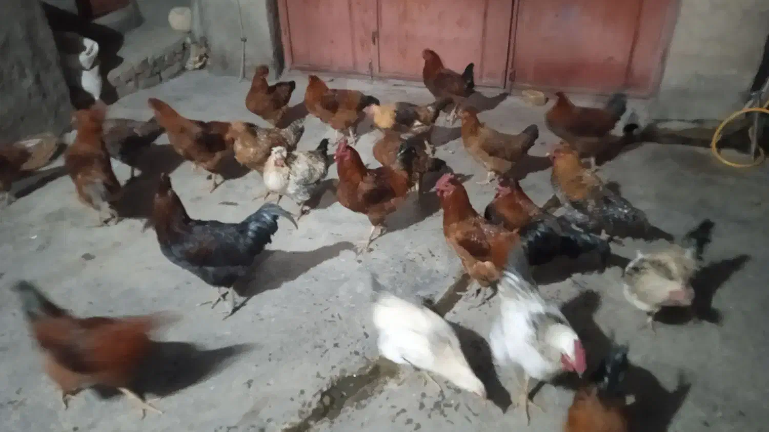 خروس محلی|حیوانات مزرعه|پیر سلیمان, |دیوار