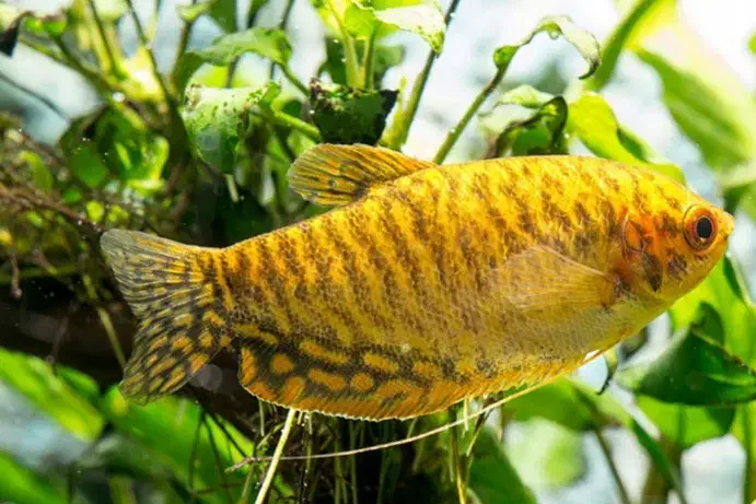 فروش ماهی ولوازم اکواریوم|ماهی|دوگنبدان, |دیوار