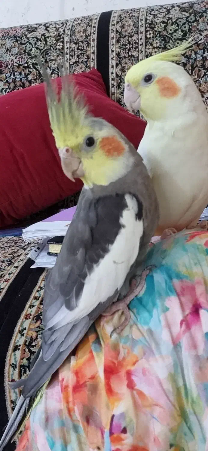 عروس هلندر نر و ماده کاملا دستی|پرنده|بندرعباس, |دیوار