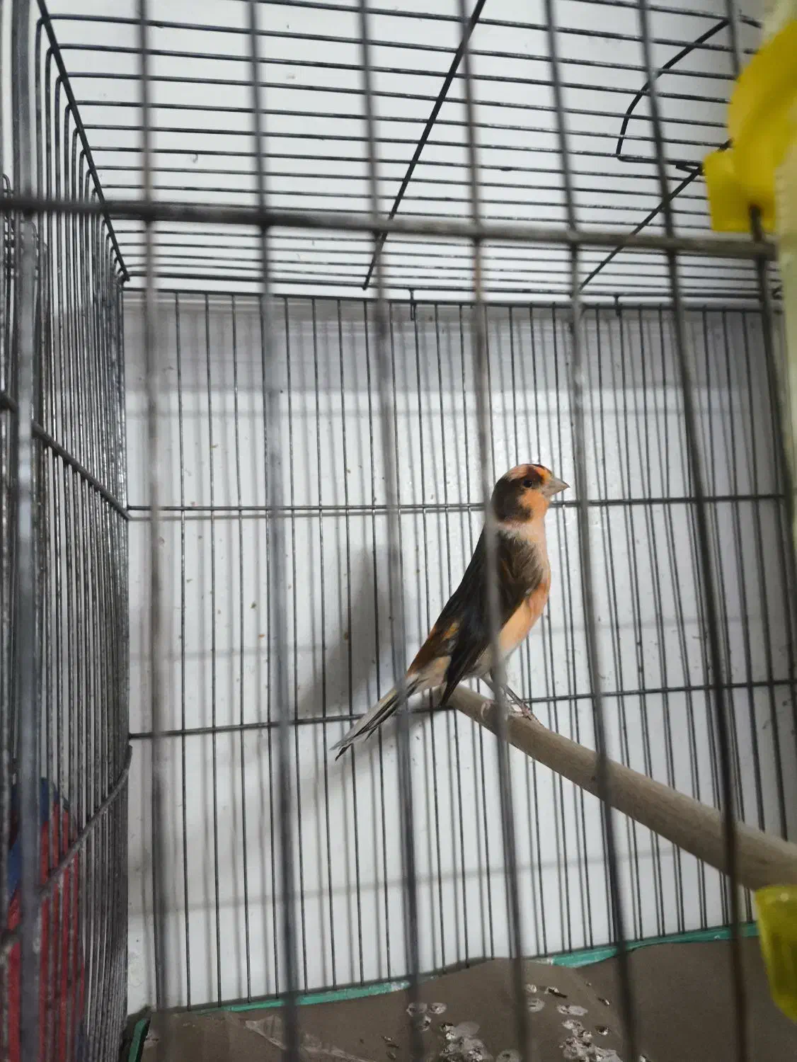 قناری نر اماده|پرنده|اصفهان, شاه پسند|دیوار