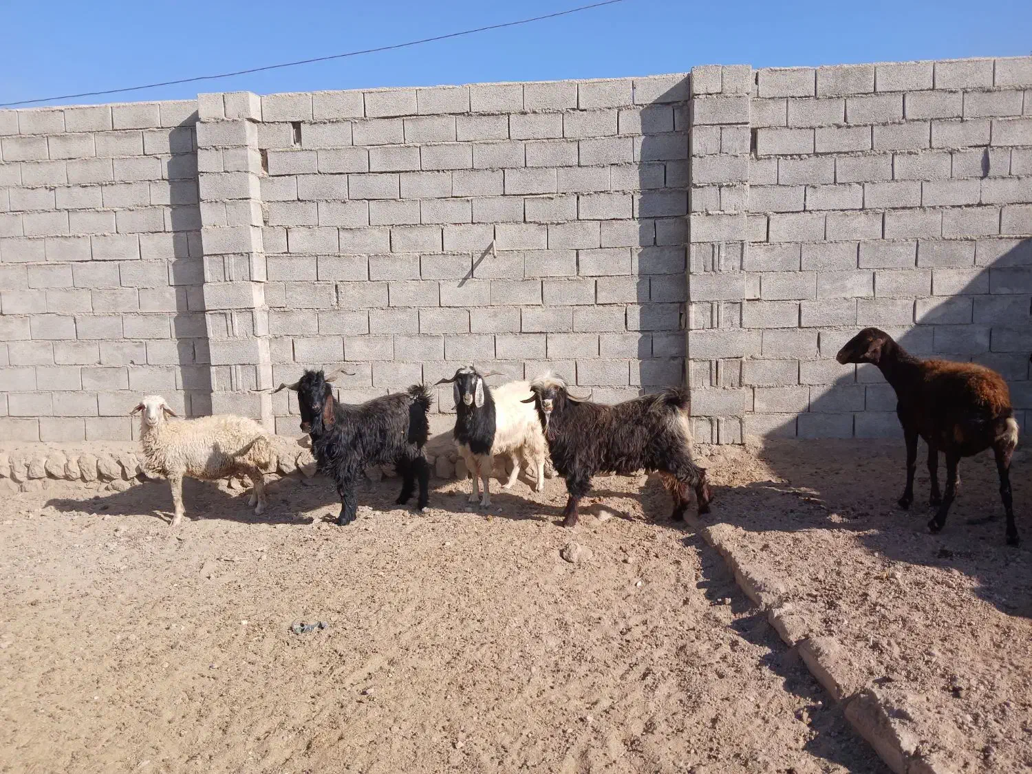 ۸راس و۳ راس نر بز همشون کیلوی میدم پول نیازم|حیوانات مزرعه|آبدانان, |دیوار