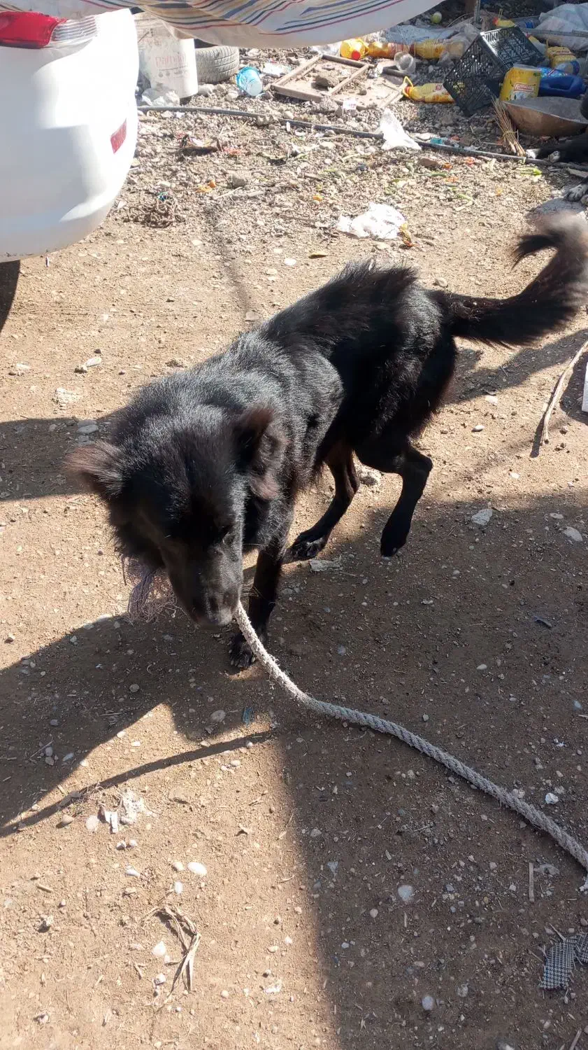 واگذاری|حیوانات|مسجد سلیمان, |دیوار