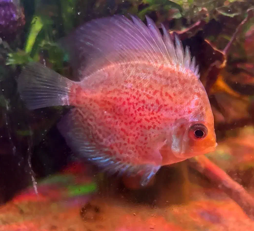 ماهی پلنت ۱۲۰۰|ماهی|تهران, یوسف‌آباد|دیوار