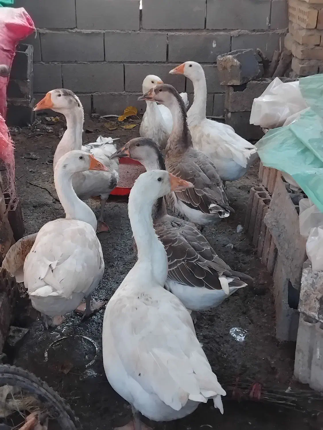 غوقاز ۶عدد|حیوانات مزرعه|گنبد کاووس, |دیوار