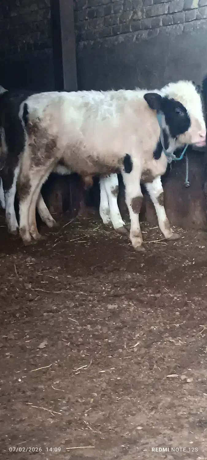 سه عدد گوساله نر|حیوانات مزرعه|سیلوانه, |دیوار