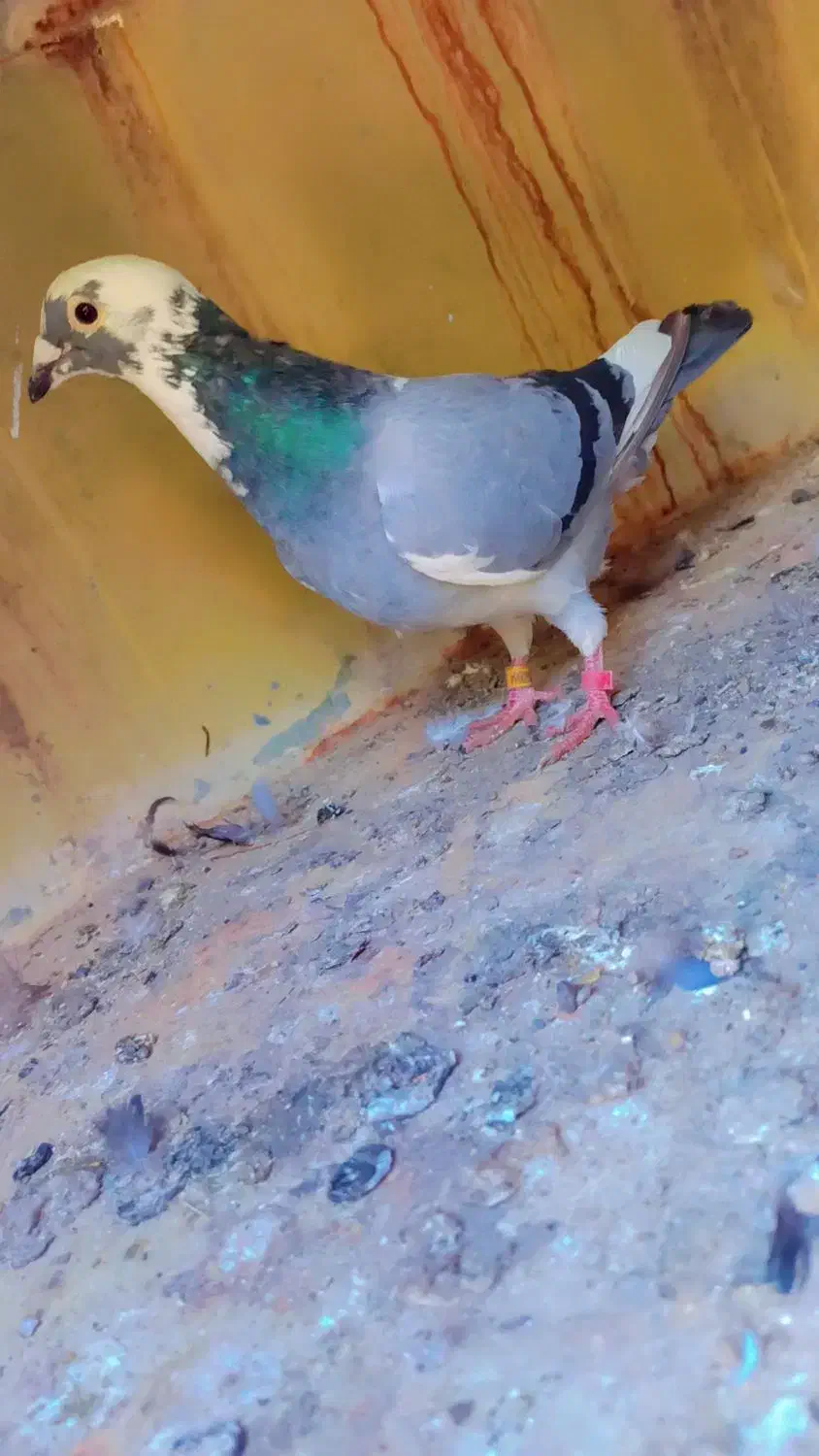 آلمانی|پرنده|بسطام, |دیوار