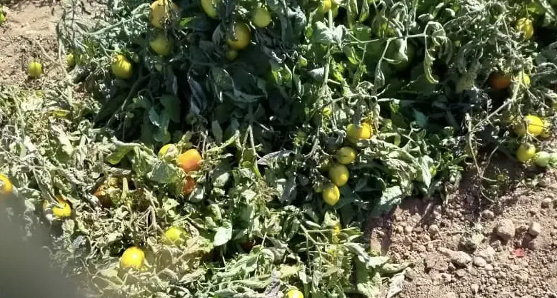 گوجه ی دو رنگ و سبز|عمدهفروشی|خاتم, |دیوار