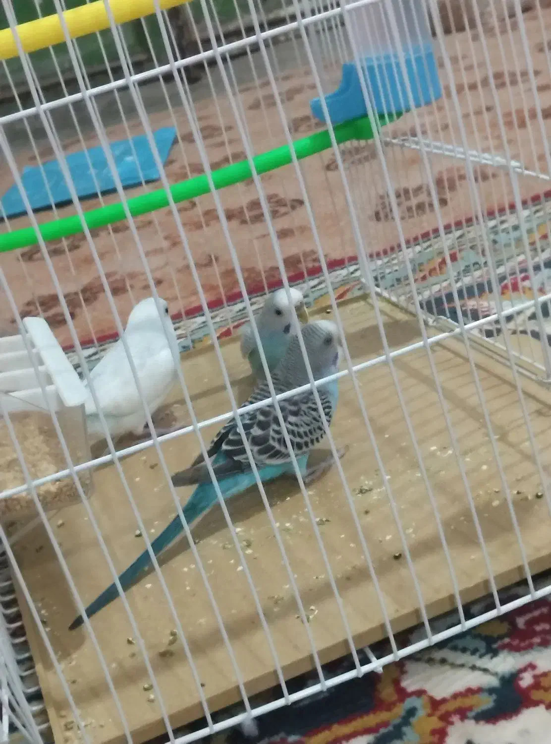 مرغ عشق|پرنده|سلامی, |دیوار