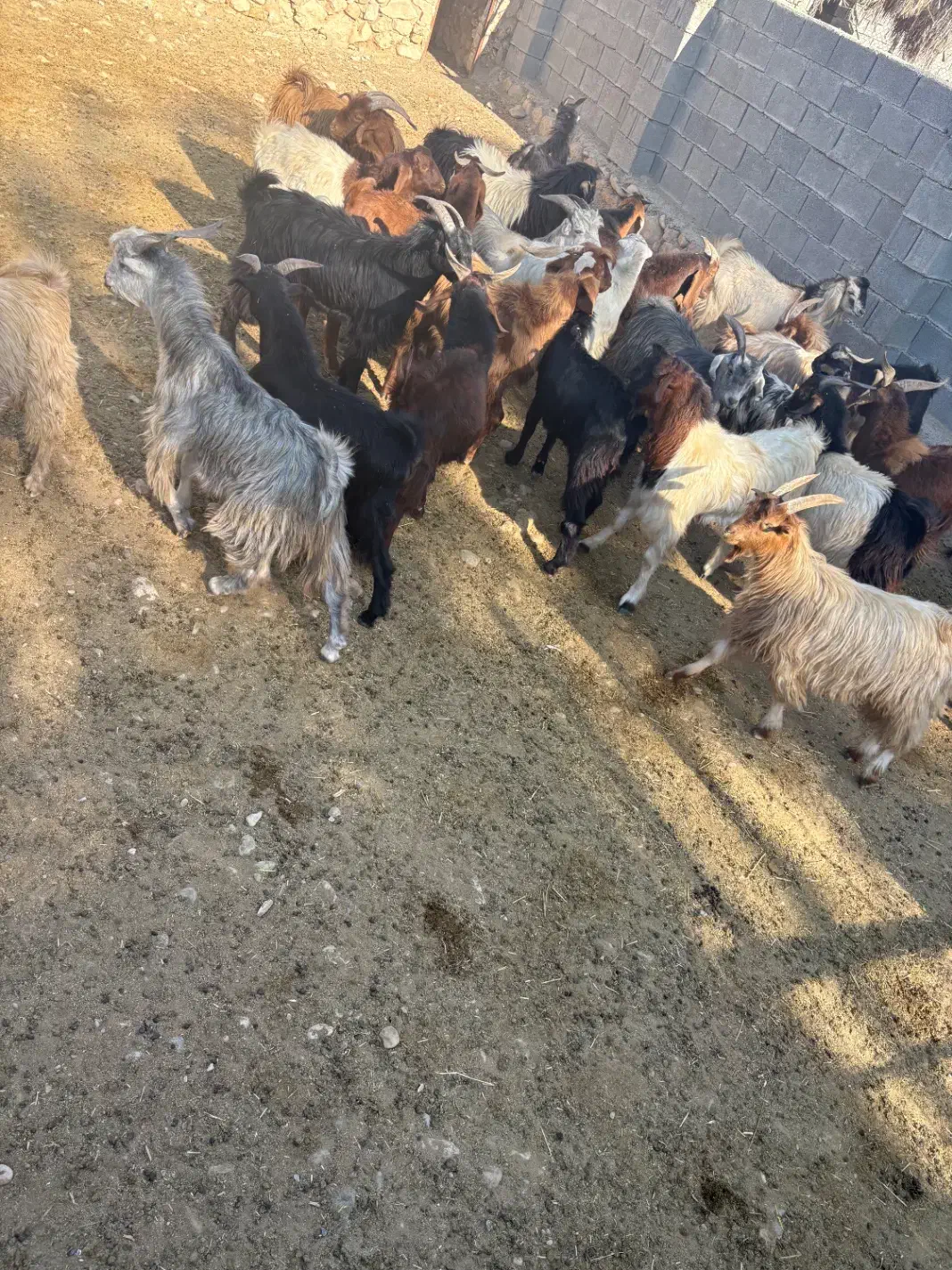 کهره چاق قصابی|حیوانات مزرعه|کازرون, |دیوار